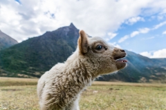 Website-Peru-05