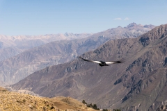 Website-Peru-27